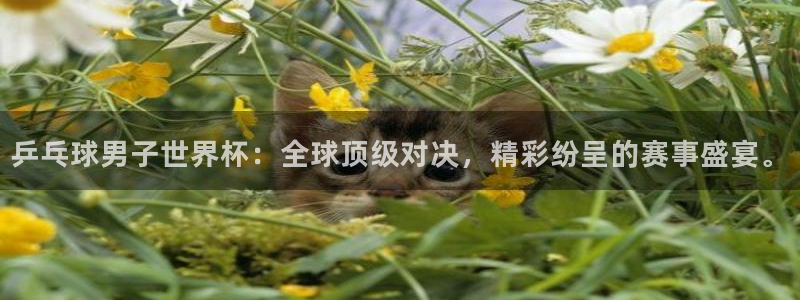 世界杯2026赛程时间表格：乒乓球男子世界杯：全球顶级对决，精彩纷呈的赛事盛宴。